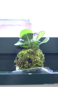 Copyright : Koji Keiser